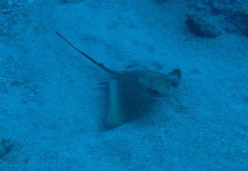 Adlerrochen auf Fuerteventura